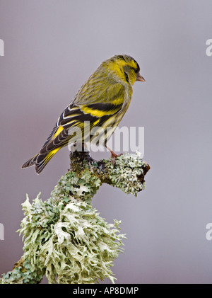 Erlenzeisig (Zuchtjahr Spinus), auf lichened Zweig, Männlich Stockfoto