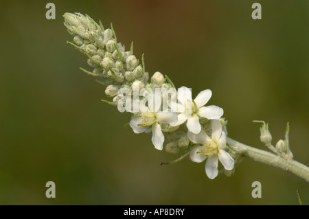 Weiße Königskerze (Verbascum Lychnitis) Blüte Stockfoto