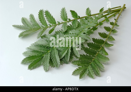 Silverweed (Potentilla heisses) Blätter Studio Bild Stockfoto