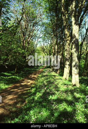 dh Binscarth Wood FINSTOWN ORKNEY Path through woods with avenue of trees british countryside footpath pathway forests woodland forest scotland Stockfoto
