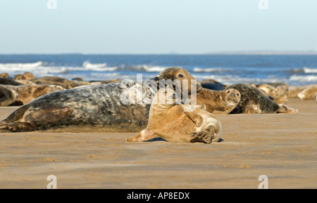 Graue Dichtungen (Halichoerus Grypus), Kuh und Welpe Stockfoto