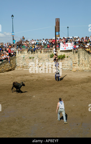 Cuadrilla versucht, die Aufmerksamkeit der Sokamuturra Bull bull Laufveranstaltung Puerto Viejo, Algorta, Baskisches Land Spanien Stockfoto