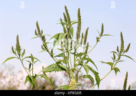 Giant Ragweed (Ambrosia Trifida), Blüte Stockfoto