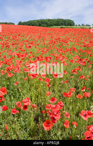 Ein Feld von Mohnblumen auf den Cotswolds am Syreford, in der Nähe von Andoversford, Gloucestershire Stockfoto