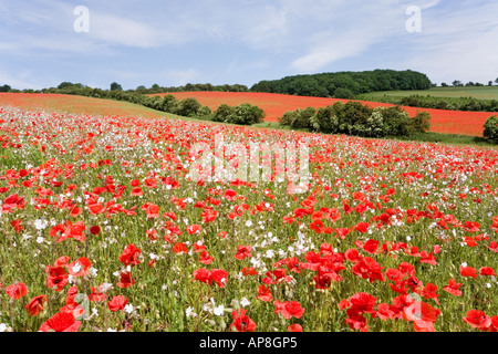 Ein Feld mit Mohnblumen auf der Cotswolds bei Syreford, in der Nähe der Andoversford, Gloucestershire, Großbritannien Stockfoto