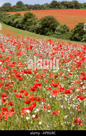 Ein Feld mit Mohnblumen auf der Cotswolds bei Syreford, in der Nähe der Andoversford, Gloucestershire, Großbritannien Stockfoto