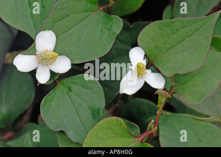 Chamäleon-Pflanze, Fishwort, Telekie (Houttuynia Cordata), Blüte Stockfoto