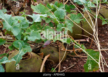 Schwede Hackfrucht Wintergemüse Ende Januar Stockfoto