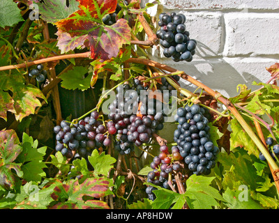 Essbaren schwarzen Trauben wächst eine sonnige Südlage Wand in Wiltshire England UK EU