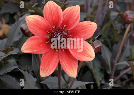 Dahlie (Dahlia Hybriden), Sorte: Dark Angel Dragon Ball, Blume Stockfoto