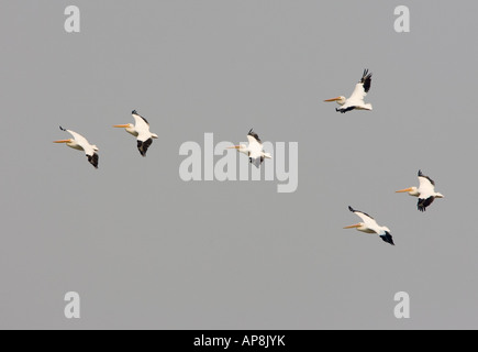 Sechs amerikanische weiße Pelikane im Flug Stockfoto