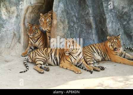 Vier Tiger ruht am unteren Rand einer Klippe Stockfoto