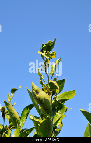 Israel-Sharon Bezirk Citrus Grove den Affekt des Toxoptera Aurantii schwarz citrus Blattlaus an jungen Blättern von einem Orangenbaum Stockfoto