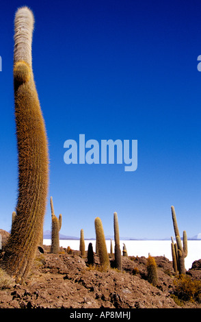 Riesige Kakteen auf der Isla del Pescado (Incahuasi) in den Uyuni Salinen, Bolivien, unter einem leuchtend blauen Himmel, Südamerika. Stockfoto