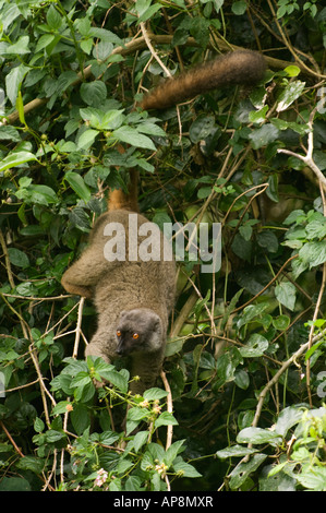 weibliche Sanford braune Lemur, Eulemur Sanfordi, Montagne d'Ambre National Park, Madagaskar Stockfoto