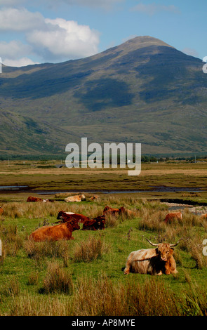 Hochlandrinder mit Ben More im Hintergrund, Isle of Mull, Schottland Stockfoto