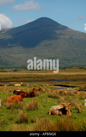 Hochlandrinder mit Ben More im Hintergrund, Isle of Mull, Schottland Stockfoto