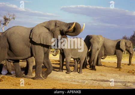 Herde von Elefanten an einer Wasserstelle in Savuti Süden Botswana trinken Stockfoto