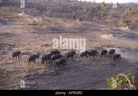 Herde von Elefanten zu Fuß hinunter Bengi Weir Gonarezhou Nationalpark Simbabwe zu trinken Stockfoto