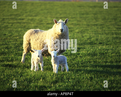 dh Schaf Lamm Zwillinge TIERE UK Landwirtschaft Mutterschafe zwei Lämmer Twin Green Field Orkney Frühling Sommer Blick auf die Kamera Stockfoto
