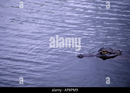 Everglades, Florida. Alligator im Wasser. Stockfoto