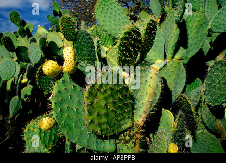 Feigenkaktus, Mission San Francisco Solano, Mission San Francisco Solano de Sonoma, Sonoma, Sonoma County, Kalifornien Stockfoto