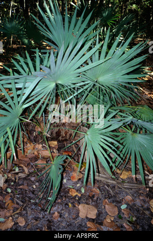 Ft. Lauderdale, Florida.  Sah Palmetto, Serenoa Repens, Hugh Taylor Birch Park. Stockfoto