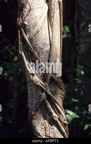 Ft. Lauderdale, Florida. Würgefeige umkreist seinen Wirt mit seinen Reben und Wurzeln. Hugh Taylor Birch Park. Stockfoto