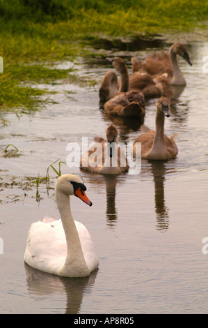 Ein Mutter-Schwan und ihre Cygnets auf den Fluss Ouse in East Sussex Bild von Andrew Hasson 2004 Stockfoto