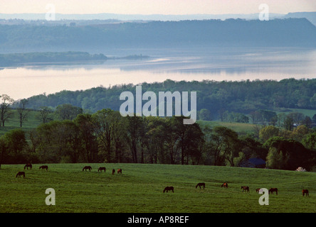 Pferde wieder in ihre Ställe auf Lauxmont Farmen entlang des Susquehanna River in der Nähe von Wrightsville Pennsylvania USA Stockfoto