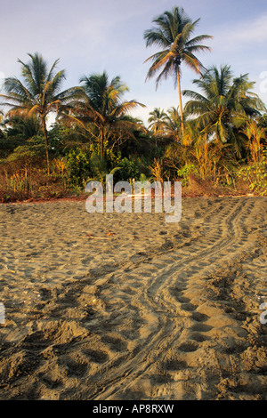 Lederschildkröte Dermochelys Coriacea Strecke Strand zur Eiablage, Karibikküste von Costa Rica Stockfoto