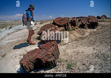 Weibliche Touristen auf der Suche im versteinerten Holz Petrified Forest National Park Arizona USA Stockfoto