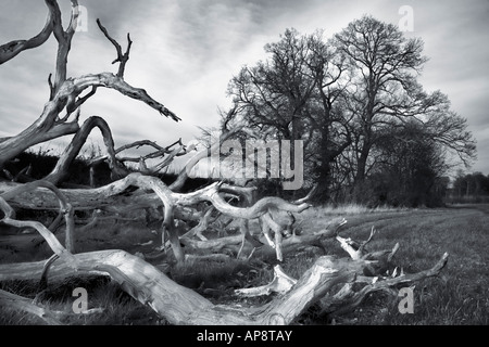 Einen toten Baum wird in einem Sturm in der Nähe von Bäumen im Schock zurückzuschrecken scheinen geblasen. ein Sturm holt einen toten Baum zusammenbrechen. Stockfoto