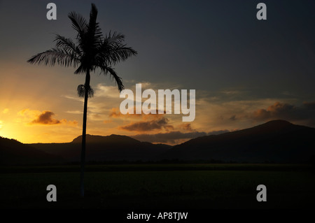 Sonnenuntergang und Palm Tree Cairns North Queensland Australien Stockfoto