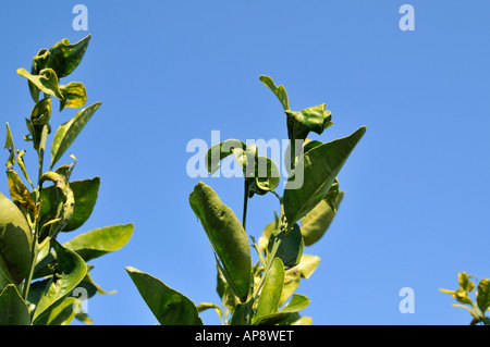 Israel-Sharon Bezirk Citrus Grove den Affekt des Toxoptera Aurantii schwarz citrus Blattlaus an jungen Blättern von einem Orangenbaum Stockfoto