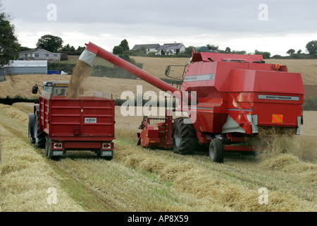 Massey Ferguson rot Mähdrescher in Weizen Feld laden Traktor und Anhänger Newtownards Grafschaft, Nord-Irland Stockfoto