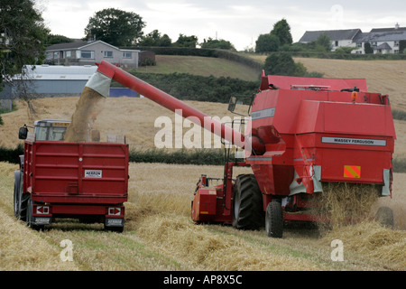 Massey Ferguson rot Mähdrescher in Weizen Feld laden Traktor und Anhänger Newtownards Grafschaft, Nord-Irland Stockfoto