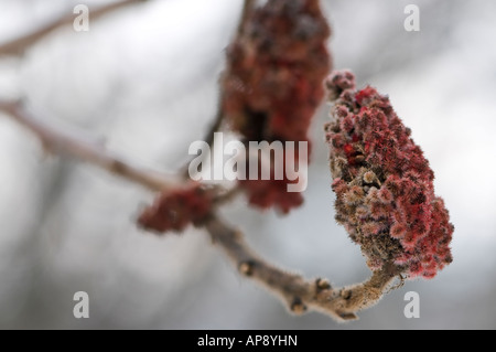 Sumach (Rhus) Samenköpfe im Winter auf einem Ast Stockfoto