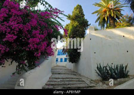 Enge, gepflasterte Gassen in Bougainvillea drapiert sind ein Merkmal von Sidi Bou Said Stockfoto