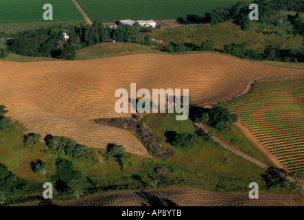 Weinberg in der Nähe von Windsor und Santa Rosa Sonoma County Kalifornien USA Nordamerika Stockfoto