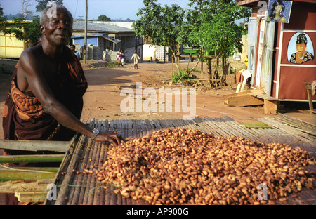 Alter Mann tragen Toga Inspektion Tablett mit Kakaobohnen trocknen in der Sonne Bonwire Ashanti Region von Ghana Westafrika Stockfoto