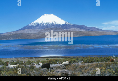 Herde von Alpakas (Lama Pacos) in Feld am See, See Chungara, Vulkan Parinacota, Nationalpark Lauca, Chile Stockfoto