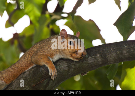 Östliche graue Eichhörnchen (Sciurus Carolinensis) Stockfoto