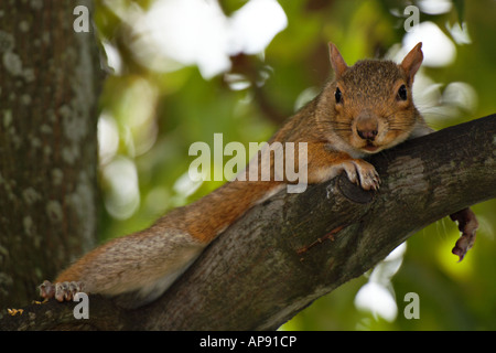 Östliche graue Eichhörnchen (Sciurus Carolinensis) Stockfoto