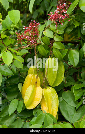 Reife Sternfrüchte mit Blütenstände am Zweig. Stockfoto