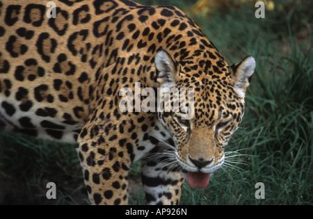 Jaguar (Panthera Onca), Bolivien (gefangene Exemplar) Stockfoto