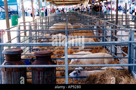 Schafe in Kugelschreibern bei der Royal Highland Show Ingliston Edinburgh Stockfoto