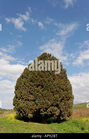 Israel-Zypresse Cupressus Sempervirens in Menashe Höhen Stockfoto
