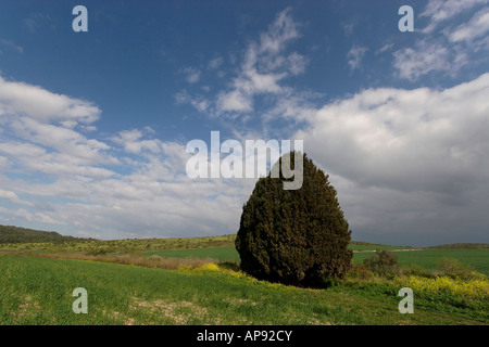 Israel-Zypresse Cupressus Sempervirens in Menashe Höhen Stockfoto