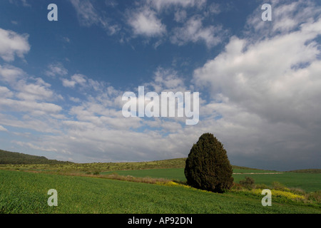 Israel-Zypresse Cupressus Sempervirens in Menashe Höhen Stockfoto